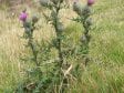 Fig. 14 Thistle
