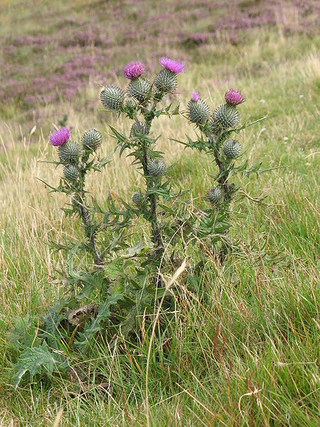 Fig. 14 Thistle