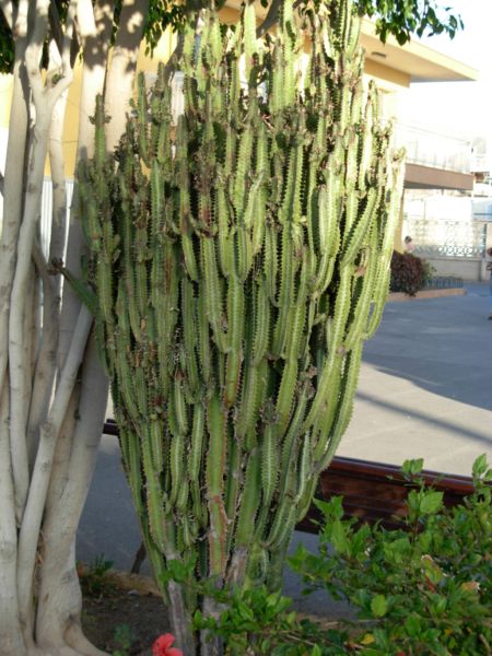 Fig. 23 Euphorbia