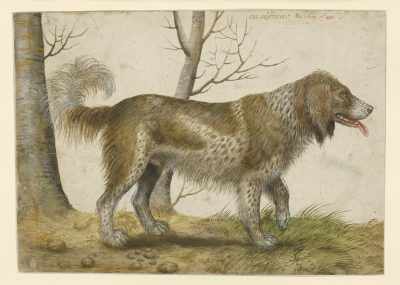 Hans Verhagen de Stomme, Hunting Dog, ca. 1563, Staatliche Museen zu Berlin, Kupferstichkabinett