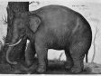 Hans Verhagen de Stomme, Indian Elephant, ca. 1563, gouache and color brush on paper, Kupferstichkabinett der Staatlichen Museen zu Berlin