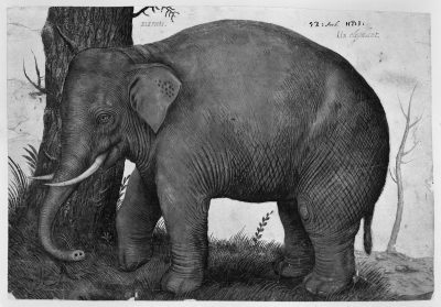 Hans Verhagen de Stomme, Indian Elephant, ca. 1563, gouache and color brush on paper, Kupferstichkabinett der Staatlichen Museen zu Berlin
