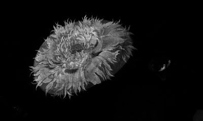 Abraham Mignon, Flowers in a Metal Vase (fig. 10), detail of MA-XRF map for mercury (Hg-L) of the poppy