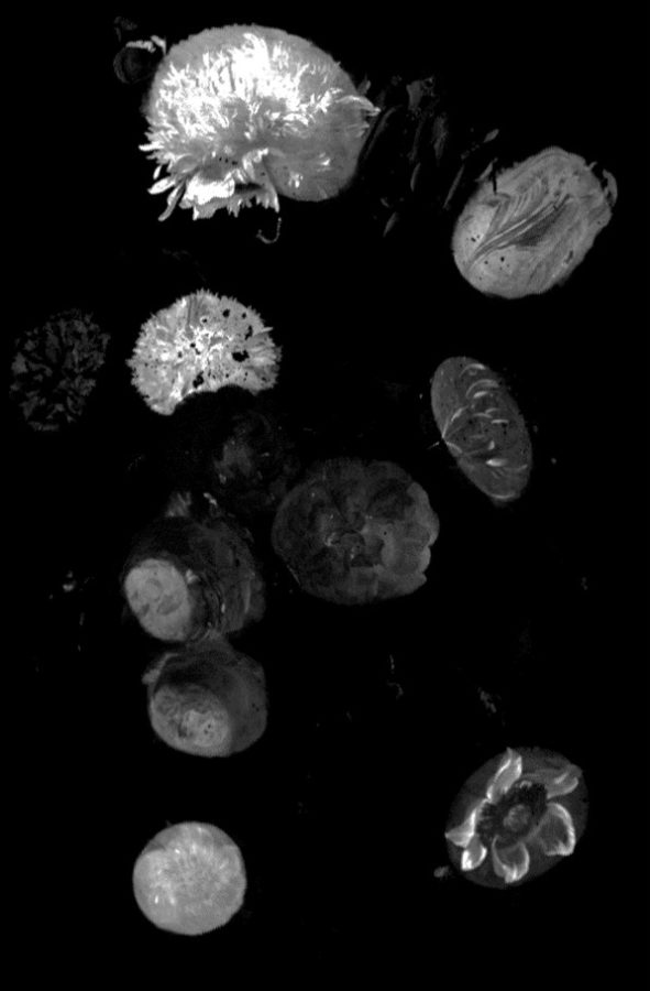 MA-XRF mapping of De Heem, Still Life with Flowers in a Glass Vase (fig. 11), showing (in white areas) where the presence of the red pigment vermilion is detected through the presence of the chemical element mercury (Hg-L line)