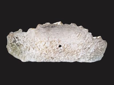 Fig. 37 - Meit, Philibert II of Savoy (fig. 11), underside
