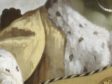 Fig. 68 - Vermeer, The Guitar Player (fig. 67), detail of jacket (not shown to scale with fig. 69)